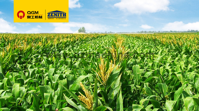 K8凯发T10全自动生产线落户玉米的故乡——记墨西哥首条全自动生产线